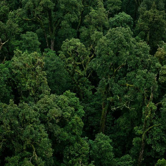 Background Trees